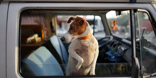 Why Dog Car Beds With ISO-FIX Attachments Are Superior for Safety