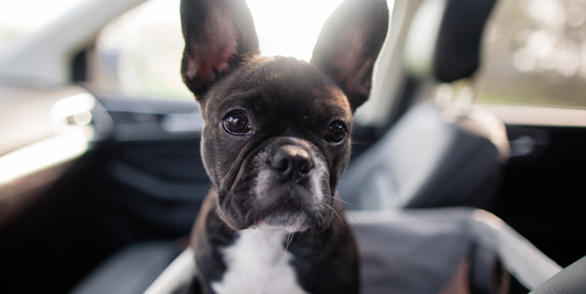 Tips for transporting a new puppy home