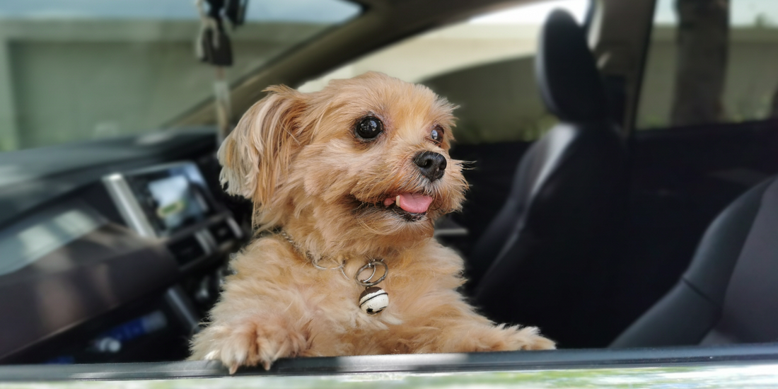 10 top tips for transporting your dog in a car