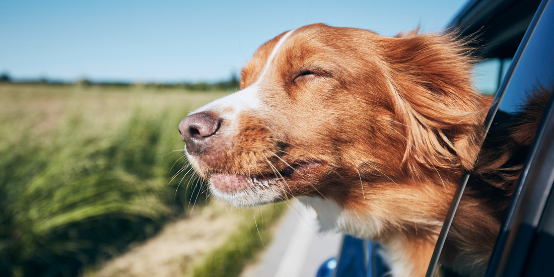 5 Tips for Keeping Your Dog Safe in the Car