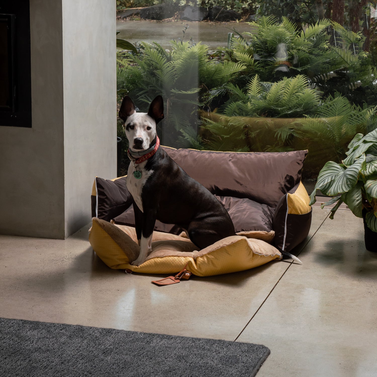 dog beds for big dogs nz 