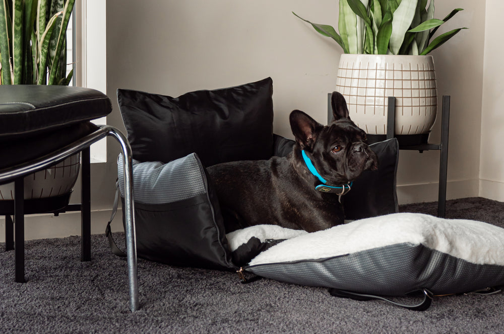 french bulldog best dog bed nz